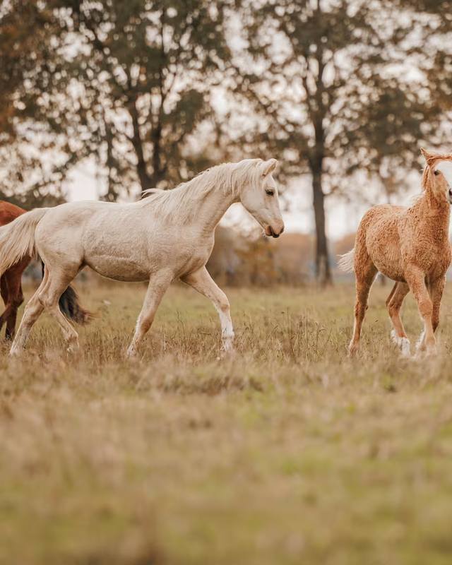 Curly Horses zum Verkauf