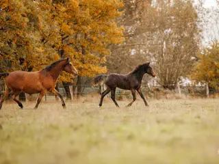 Curly Horse Fohlen im Herdenverband