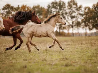 Curly Horses