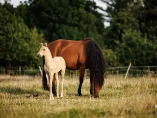 Curly Horses auf großzügiger Weide