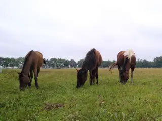 Gruppen