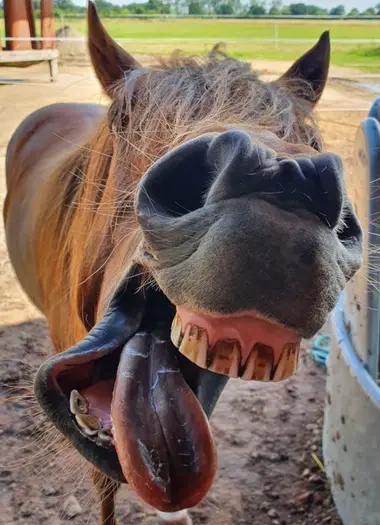 Das Pferd Emma